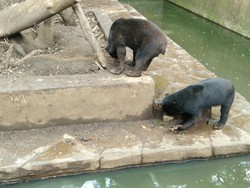 Beruang Kurus di Bonbin Bandung Makan Kotoran Sendiri