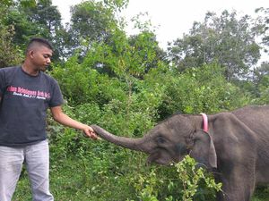 Cerita Jamal 20 Tahun Merawat dan Melatih Gajah Liar untuk Pengusiran