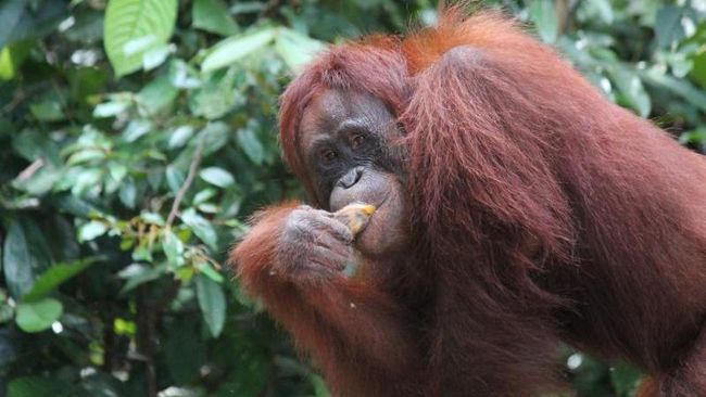 Ada Ujian Emosi  Cinta Orang  Utan di Belanda