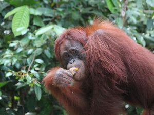 Mengintip Tingkah Lucu Orang Utan di Tanjung Puting