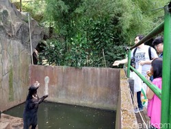 Pengunjung Masih Lempari Makanan ke Beruang Kurus Bonbin Bandung