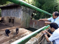 BKSDA soal Beruang Kurus di Bandung: Sudah Terdeteksi Sejak Mei Lalu