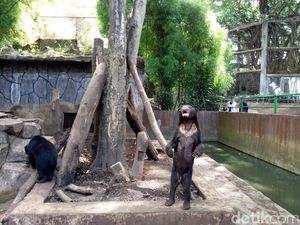 Cerita Donasi Beruang Kardit di Amerika yang Disoal Bunbin Bandung