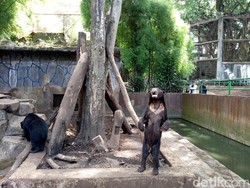 Beruang Madu Kurus di Bonbin Bandung Bernama Kardit, Umur 20 Tahun