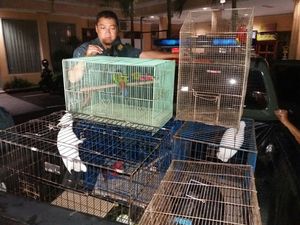 Polres Jember Amankan Penjual dan Pembeli Satwa Dilindungi