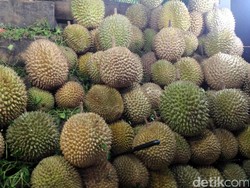 Wisata Malam di Pekanbaru, Asyiknya Berburu Durian