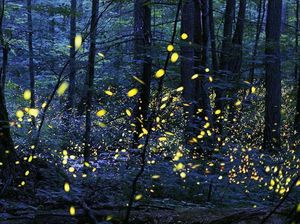 Ditemukan Spesies Kunang-kunang Langka Usai 100 Tahun Hilang Ditemukan Spesies Kunang-kunang Langka Usai 100 Tahun Hilang