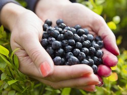 Video: Buah Istimewa Khas Amazon Brasil, Emas Hitam Acai