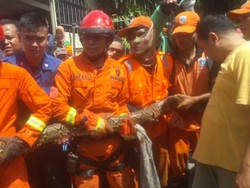 Ular Sepanjang 3 Meter Ditemukan di Selokan Rumah di Palmerah