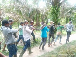 Horor Ular Piton Pemangsa Manusia di Kebun Sawit