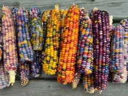 Ini Sayur Tercantik di Dunia, Jagung dengan Warna Pelangi