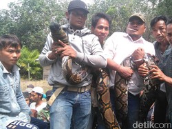 Kenapa Ular Piton Mangsa Manusia? Ini Kata Peneliti