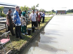 Mengenal Teknik Minapadi, Inovasi Sukses Pertanian Tradisional