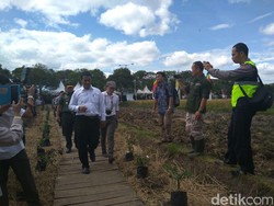 Ini Jurus Kementan Kurangi Impor Beras