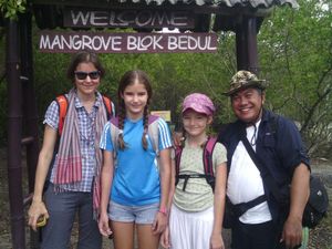 Hutan Blok Mangrove Bedul, Destinasi Favorit Turis di Banyuwangi