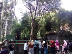 Bonbin Bandung Ramai Akhir Pekan ini, Beruang Kurus Jadi Perhatian