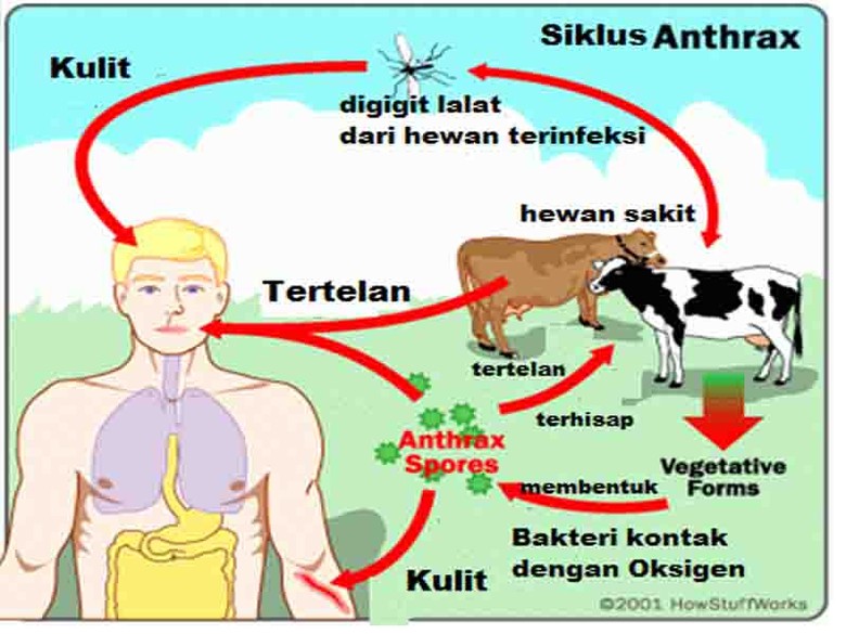 Kementan Gerak Cepat Cegah Penyebaran Anthrax di Yogyakarta