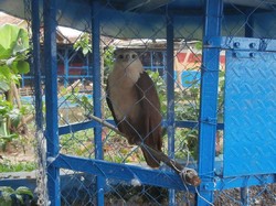 Petugas Sita Satwa Liar Dilindungi di Rumah Camat Kabupaten Bandung