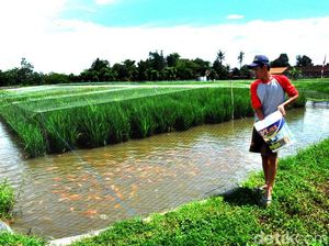 Keunggulan Sistem Mina Padi, Kombinasi Budidaya Tanaman Padi dengan Ikan