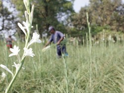 Bunga Sedap Malam Menjadi Buruan Jelang Imlek