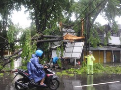 Hujan Disertai Angin Tumbangkan Banyak Pohon di Kota Sidoarjo