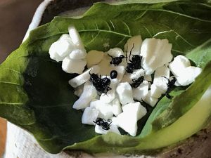 Serangga Jadi Santapan Populer, Kini Ada Cocktail dari Semut