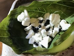 Serangga Jadi Santapan Populer, Kini Ada Cocktail dari Semut