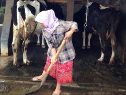 Peternak Sapi di Lembang Gunakan Kotoran Sapi untuk Biogas