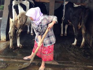 Peternak Sapi di Lembang Gunakan Kotoran Sapi untuk Biogas Peternak Sapi di Lembang Gunakan Kotoran Sapi untuk Biogas