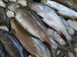 Mau Beli Bandeng Segar? Kenali Dulu Ciri-cirinya