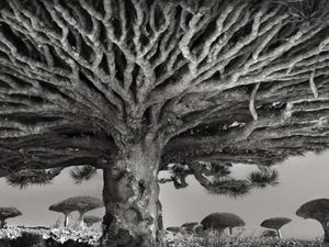 Penampakan Socotra, Pulau Alien yang Terasing di Muka Bumi