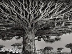 Kisah Fotografer Bertualang Memotret Pohon-pohon Tertua di Dunia