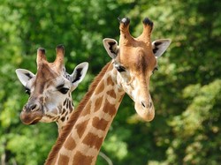 Kaya Akan Kandungan Gizi, Susu Jerapan Bisa Jadi Superfood Baru