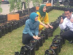 Gerakan Tanam Cabai dan Bawang di Halaman Rumah Digelar Serentak