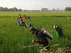 Kemtan Gerak Cepat Atasi Hama Wereng di Bojonegoro