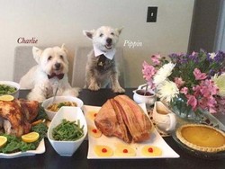 Rumah Baru Anjing Liar Indonesia di Luar Negeri