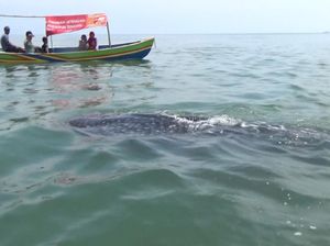 Asyik, Probolinggo Siapkan Fasilitas Untuk Lihat Hiu Paus