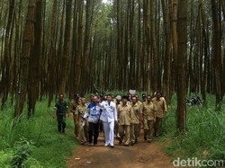 Hutan Pinus Nongkojajar Pasuruan yang Fotogenik