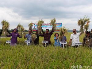 Agar RI Tak Impor, Mentan Kejar Target Produksi Gabah 78 Juta Ton