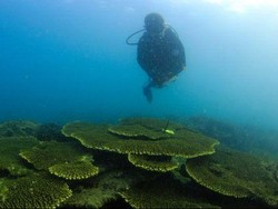 Terumbu Karang di Sekitar Singapura Bernilai Konservasi