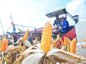 Diprediksi Capai 9,3 Juta Ton, Produksi Jagung RI Surplus