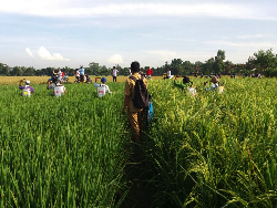Serangan OPT di Karawang, Subang dan Indramayu Terkendali