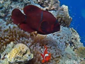 Yuk Selami Bawah Laut Bunaken