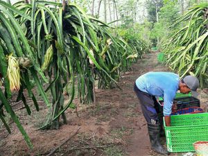 Petani Buah Naga Raup Untung Jutaan Rupiah Jelang Imlek