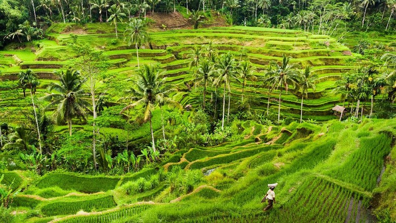 Sawah di Ubud (Thinkstock) Sawah di Ubud (Thinkstock)