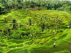 Rombongan Raja Salman Menikmati Sawah, Hutan dan Galeri di Ubud