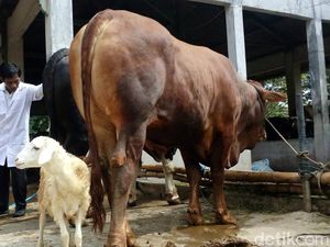 Ramai Isu Antraks, Pemkot Mojokerto Waspadai Daging Sapi Murah Ramai Isu Antraks, Pemkot Mojokerto Waspadai Daging Sapi Murah