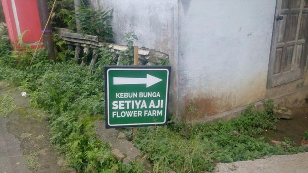 Sudah Tahu? Semarang Punya Kebun Bunga Krisan yang Asyik Buat Selfie