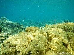 Jatuh Hati dengan Menjangan di Bali