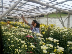 Sudah Tahu? Semarang Punya Kebun Bunga Krisan yang Asyik Buat Selfie